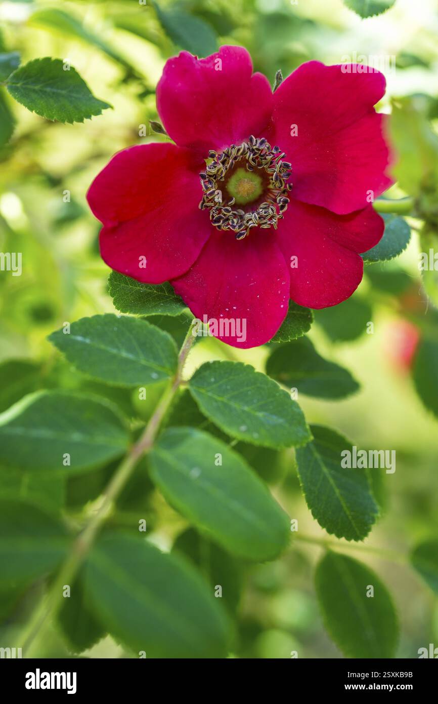 Rosa mandarino (Rosa moyesii), fiore, Sassonia, Germania, Europa Foto Stock