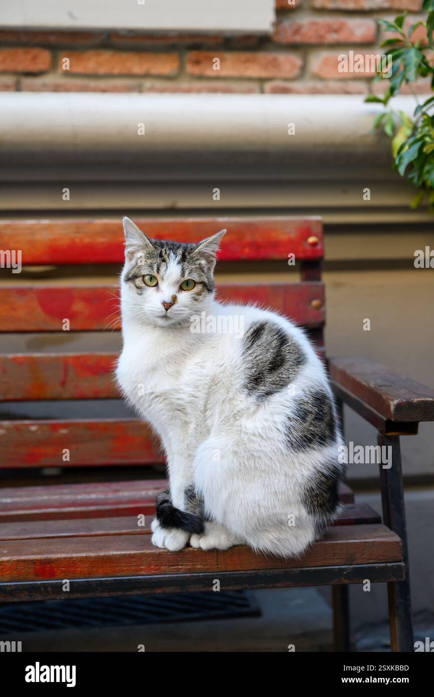 Gatto seduto su una sedia Foto Stock