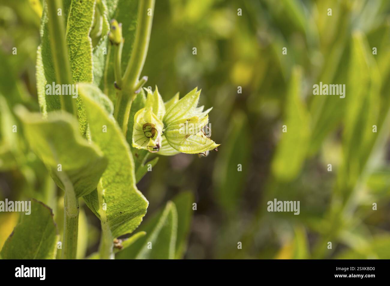 I semi di salvia comune (salvia officinalis) maturano nella capsula dei semi Foto Stock