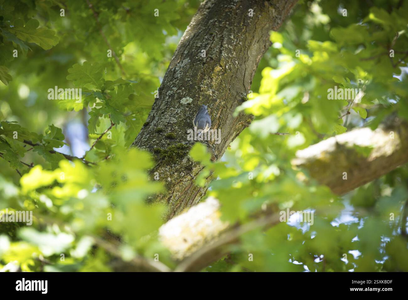 Nuthatch (Sitta europaea) sul tronco di una quercia (quercus), Sassonia, Germania, Europa Foto Stock