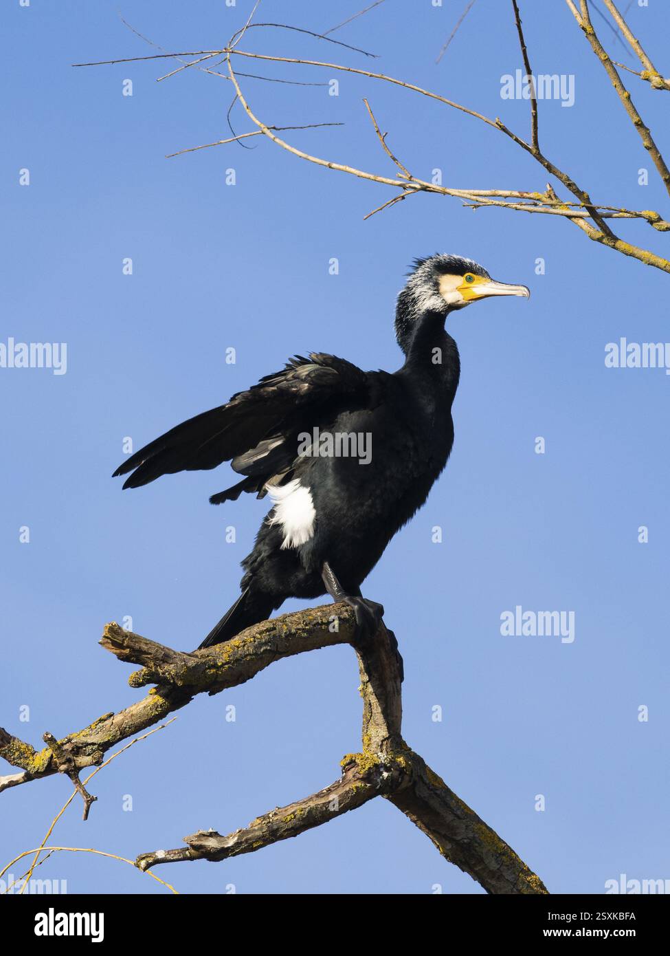 Grande cormorano (Phalacrocorax carbo), arroccato su un ramo d'albero, nell'allevamento del piumaggio, battendo le ali, contro un cielo azzurro limpido, Assia, Germania, UE Foto Stock
