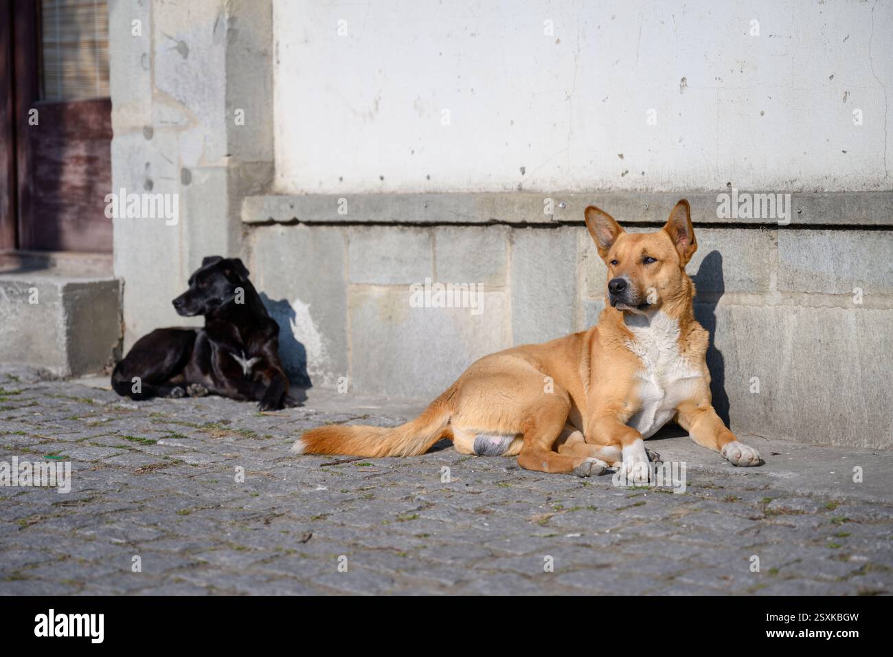 Due cani sdraiati a terra al sole Foto Stock