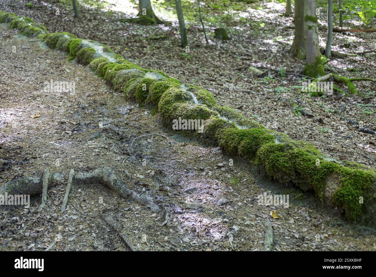 Fenomeno naturale nella foresta, canale di pietra di Roschlaub, Schesslitz, alta Franconia, Baviera, Germania, Europa Foto Stock