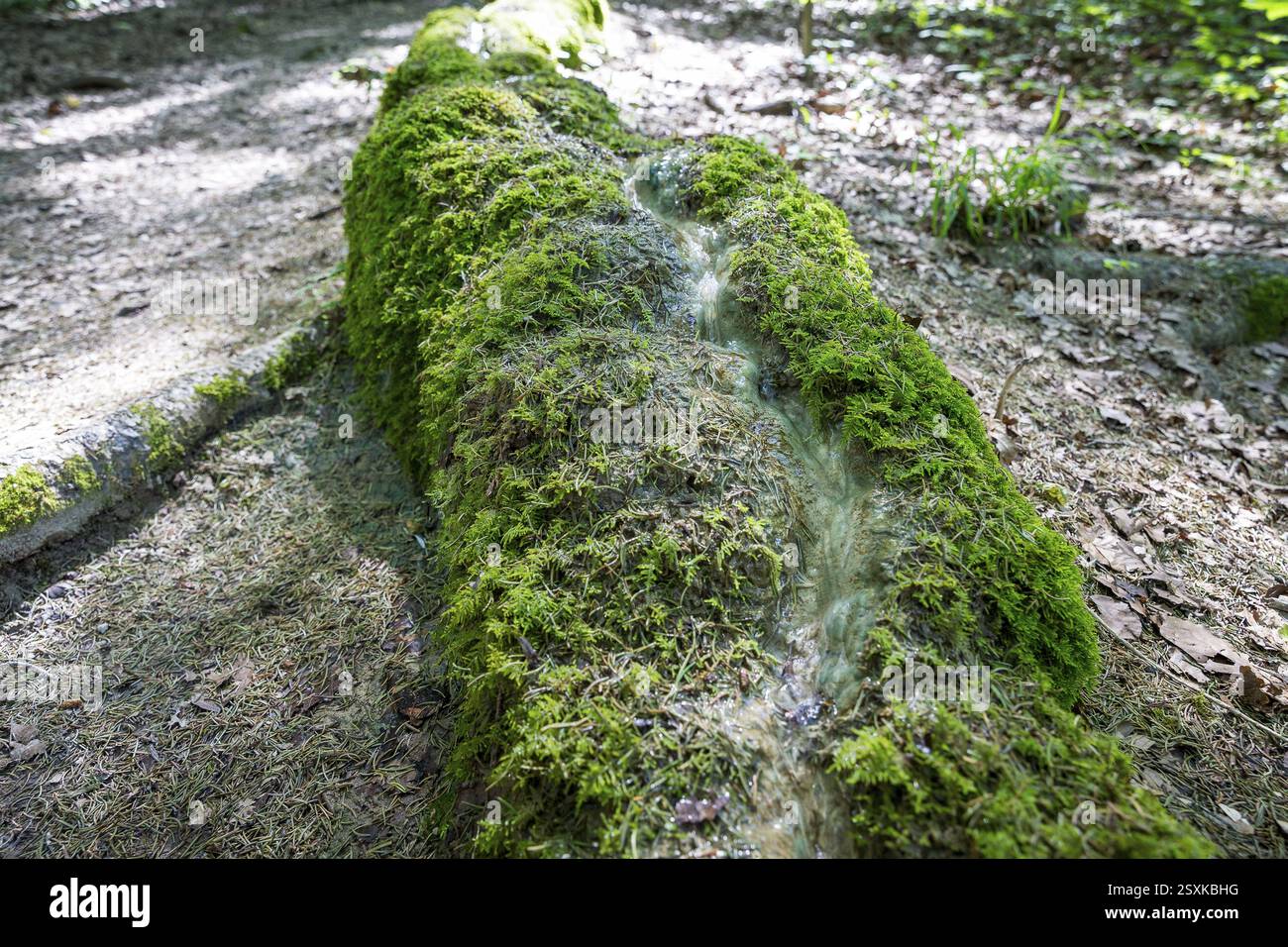 Fenomeno naturale nella foresta, canale di pietra di Roschlaub, Schesslitz, alta Franconia, Baviera, Germania, Europa Foto Stock