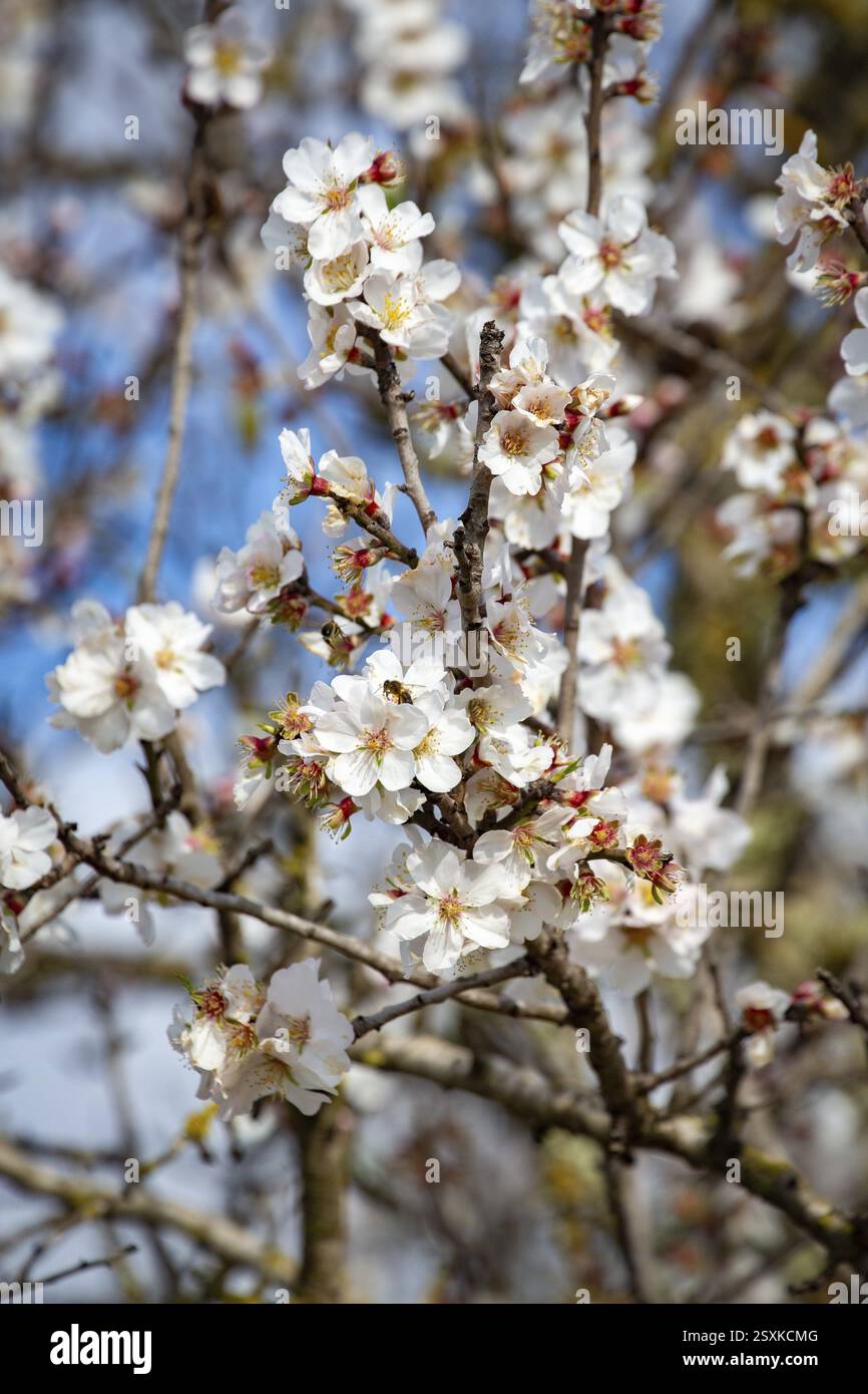 Fiori di mandorle con api, mandorli in fiore, dettaglio, Llubi, Maiorca, Spagna, Europa Foto Stock