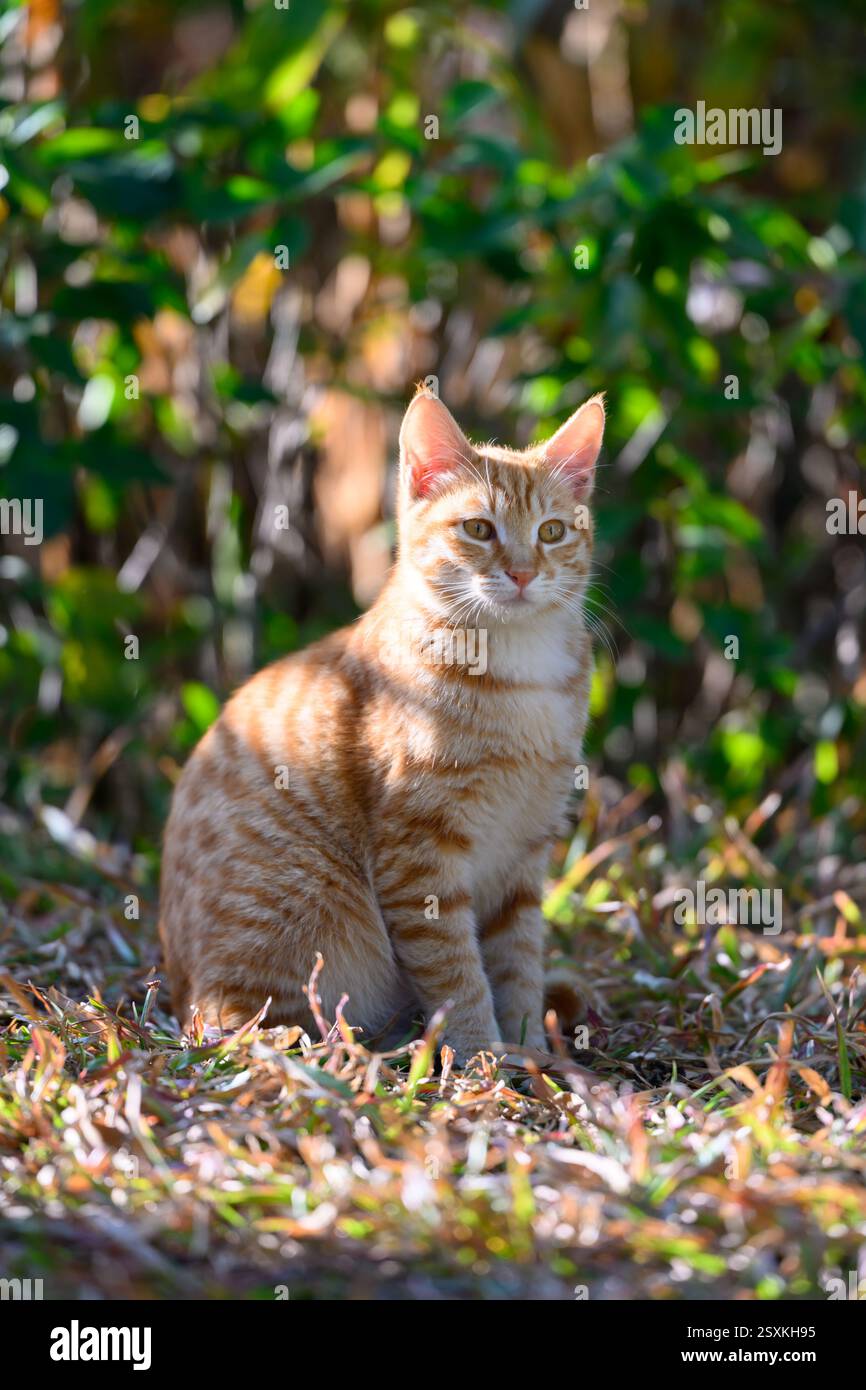 Il gatto seduto sull'erba Foto Stock