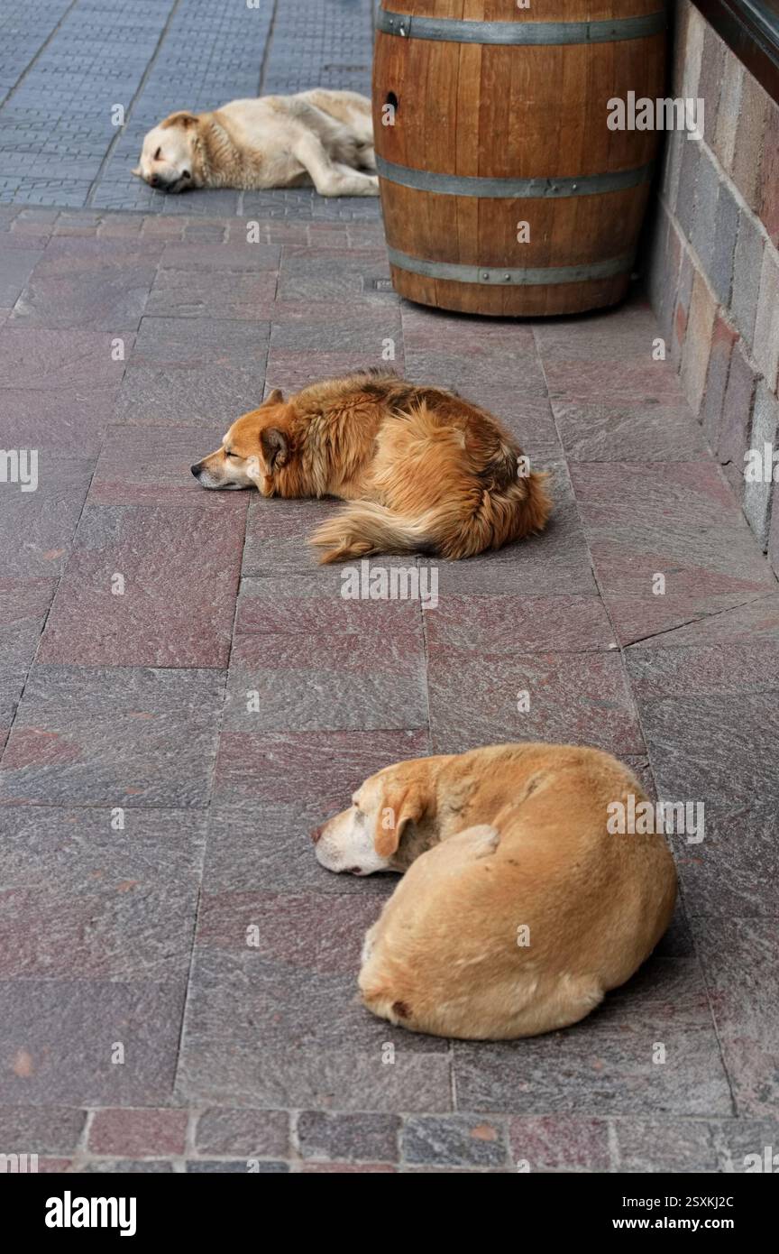 Cani randagi che giacciono per strada in Patagonia Foto Stock