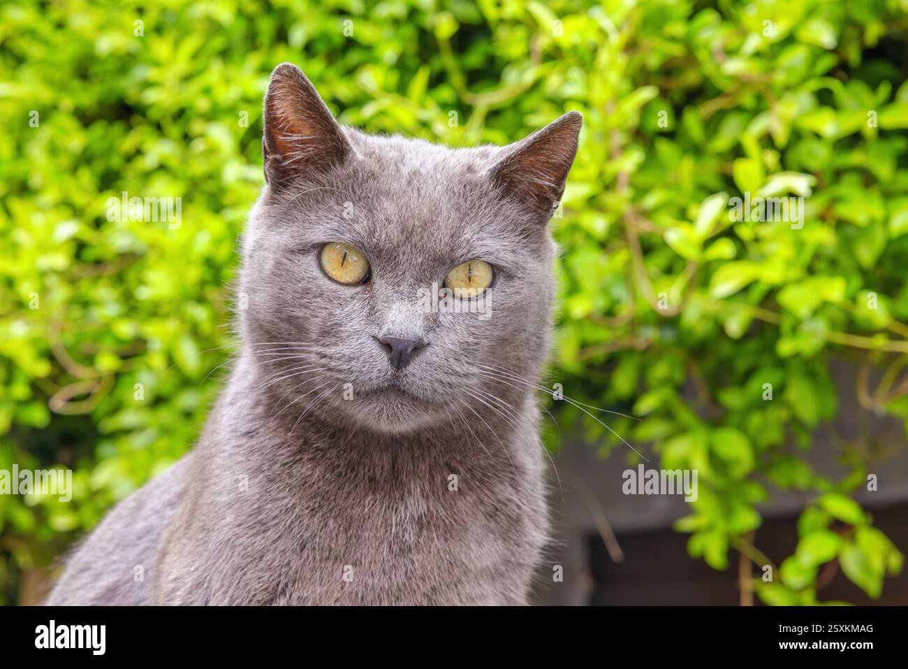 Ritratto di gatto domestico grigio nel cortile. Italia Foto Stock