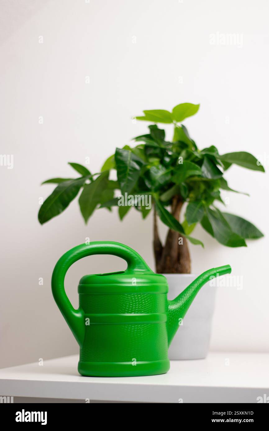 Una barattola da irrigazione verde vicino a una pianta Pachira aquatica che cresce in una pentola in piedi su un tavolo bianco in una stanza di casa Foto Stock