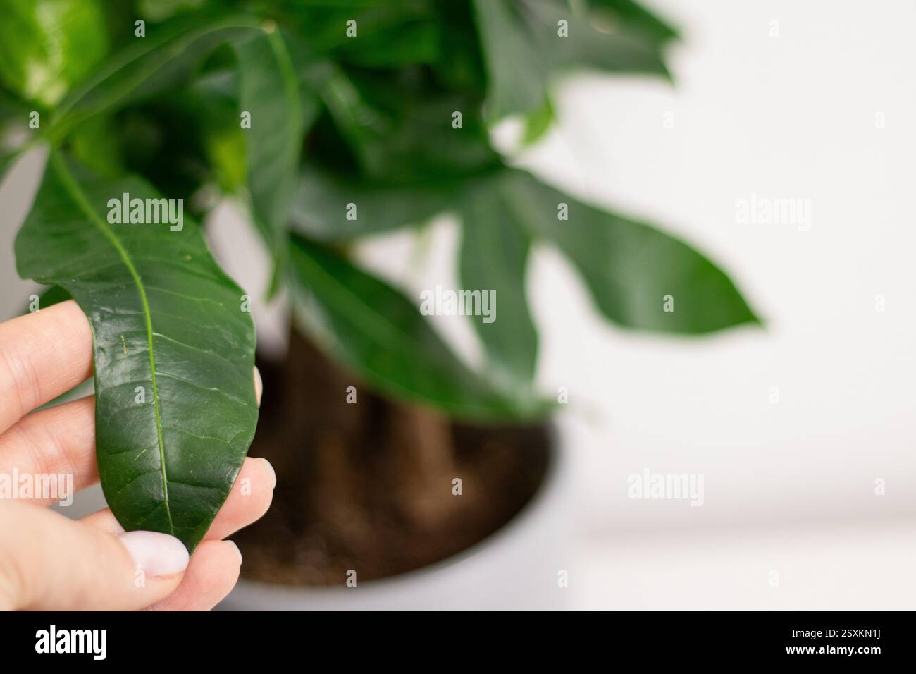 Primo piano di mano femminile che tiene una foglia verde di una pianta Pachira aquatica, che cresce in un vaso a casa Foto Stock