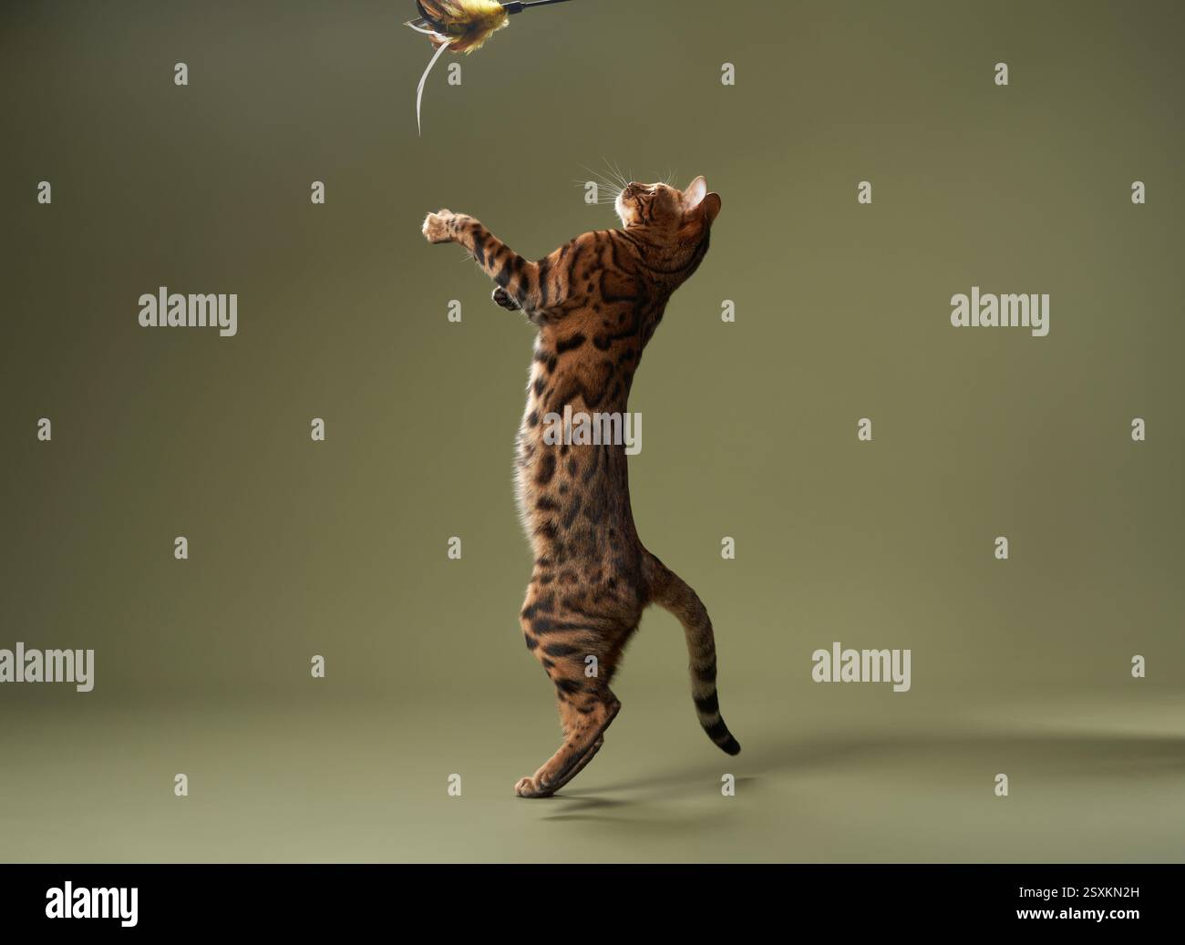 Un gatto del Bengala sta sulle gambe posteriori e si allontana per un giocattolo sospeso. L'illuminazione mirata evidenzia i dettagli della pelliccia di gatto. Foto Stock