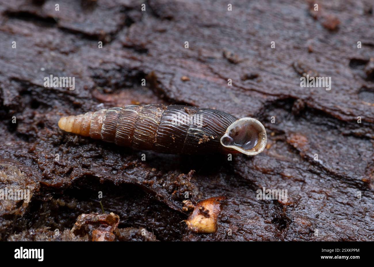 Macrogastra plicatula, la chiocciola della porta, su un pioppo marcio e umido (Populus tremula) dopo la pioggia - Raasepori, Finlandia Foto Stock