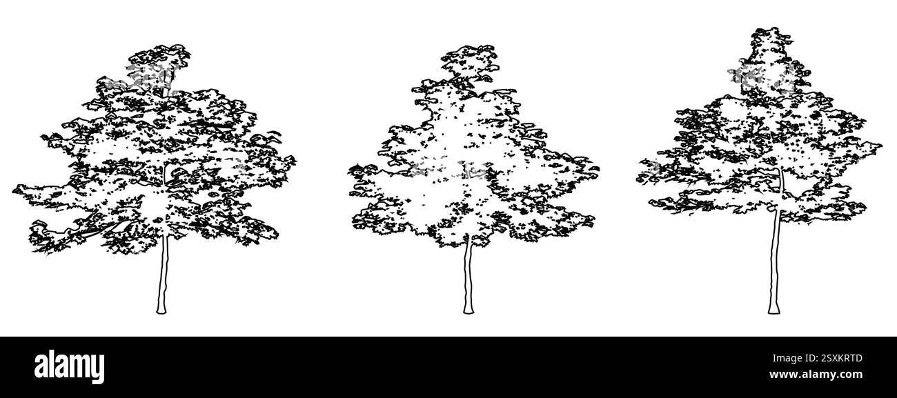 Set o raccolta di aceri giapponesi come linea nera disegnando silhouette su sfondo bianco. Concetto o vettore concettuale per la natura, il pianeta Illustrazione Vettoriale