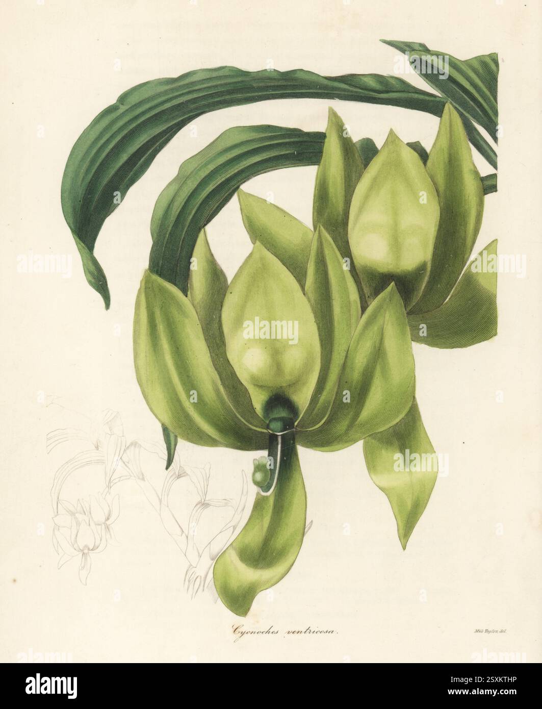 Cycnoches ventricosum orchidea. Cycnoches ventricose, Cycnoches ventricosa. Originario del Messico, del Belize, del Guatemala e dell'America centrale, inviato dal cacciatore di orchidee George Ure Skinner a James Bateman di Knipperslay Hall. Incisione in rame colorata a mano dopo un'illustrazione botanica di Miss Jane Taylor di Benjamin Maund e The Botanist del Rev. John Stevens Henslow, Londra, 1836. Foto Stock