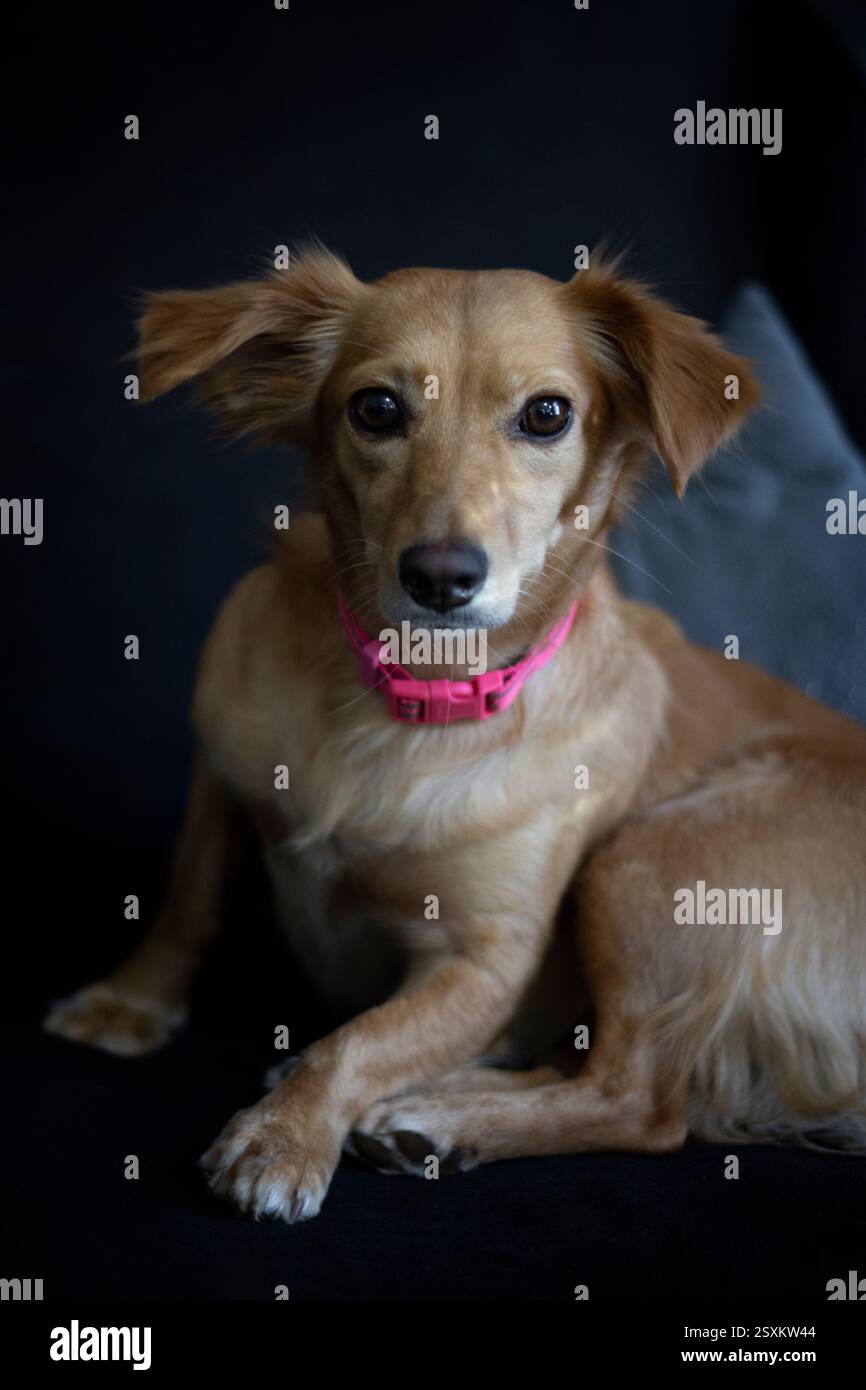 Un mix di cani d'oro che guarda il ritratto da interno della fotocamera Foto Stock