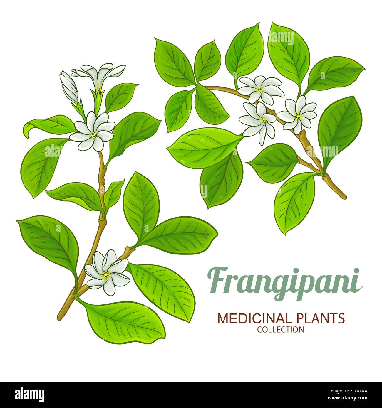 Illustrazione dettagliata colorata del ramo frangipani Illustrazione Vettoriale