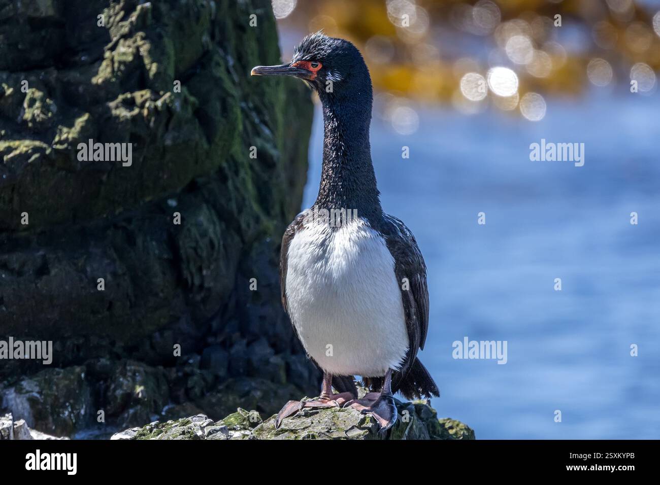 Rock Cormorant / Rock Shag, cormorano Magellano, Phalacrocorax magellanicus alias Black Shag. Bleaker Island, Isole Falkland Foto Stock