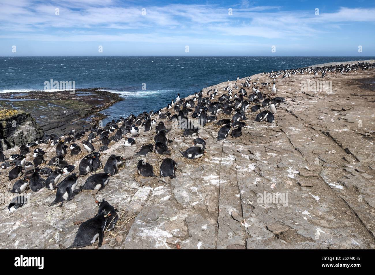 Colonia di pinguini Southern Rockhopper (occidentale), Bleaker Island, Isole Falkland Foto Stock