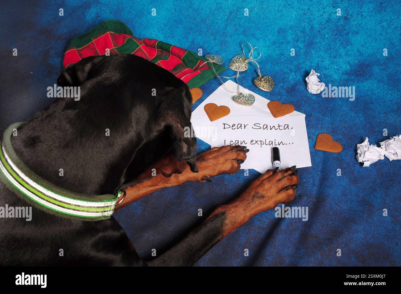 Doberman che scrive una lettera a Babbo Natale con le parole caro Babbo Natale, posso spiegare. Carta sbriciolata e ornamenti natalizi si diffondono intorno. Foto Stock