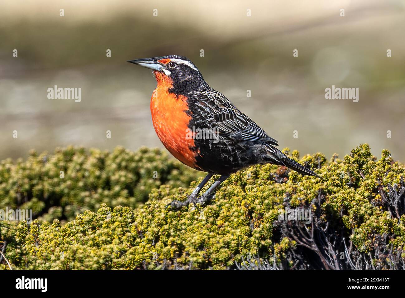 Meadowlark dalla coda lunga, maschio, alias Military starling & robin, Pebble Island, Isole Falkland Foto Stock Meadowlark dalla coda lunga, maschio, alias Military starling & robin, Pebble Island, Isole Falkland Foto Stock