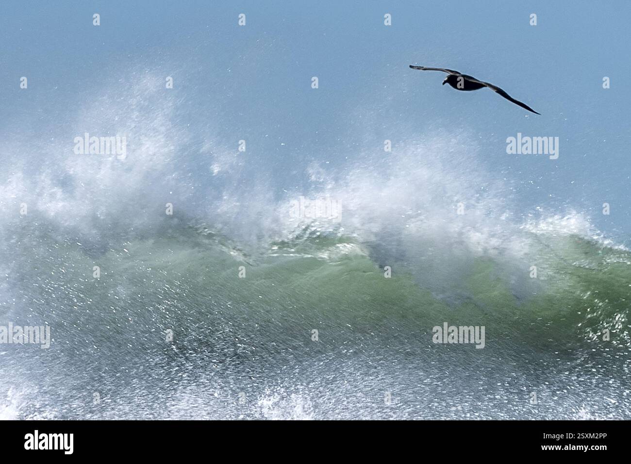 Southern Giant Petrel, Waves, Pebble Island, Falkland Islands Foto Stock