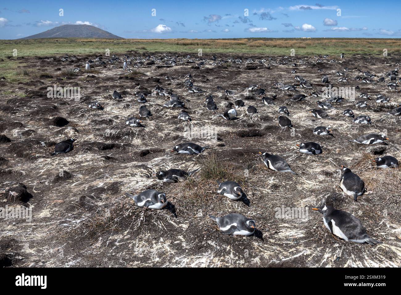 Gentoo Penguin, sul nido, colonia, Pebble Island, Isole Falkland Foto Stock