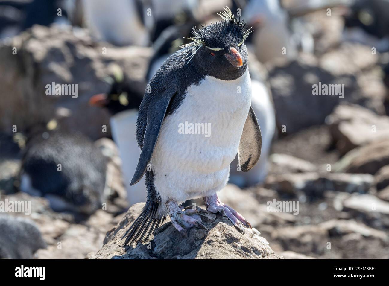 Pinguino Southern Rockhopper (occidentale), venti forti, Pebble Island, Isole Falkland Foto Stock
