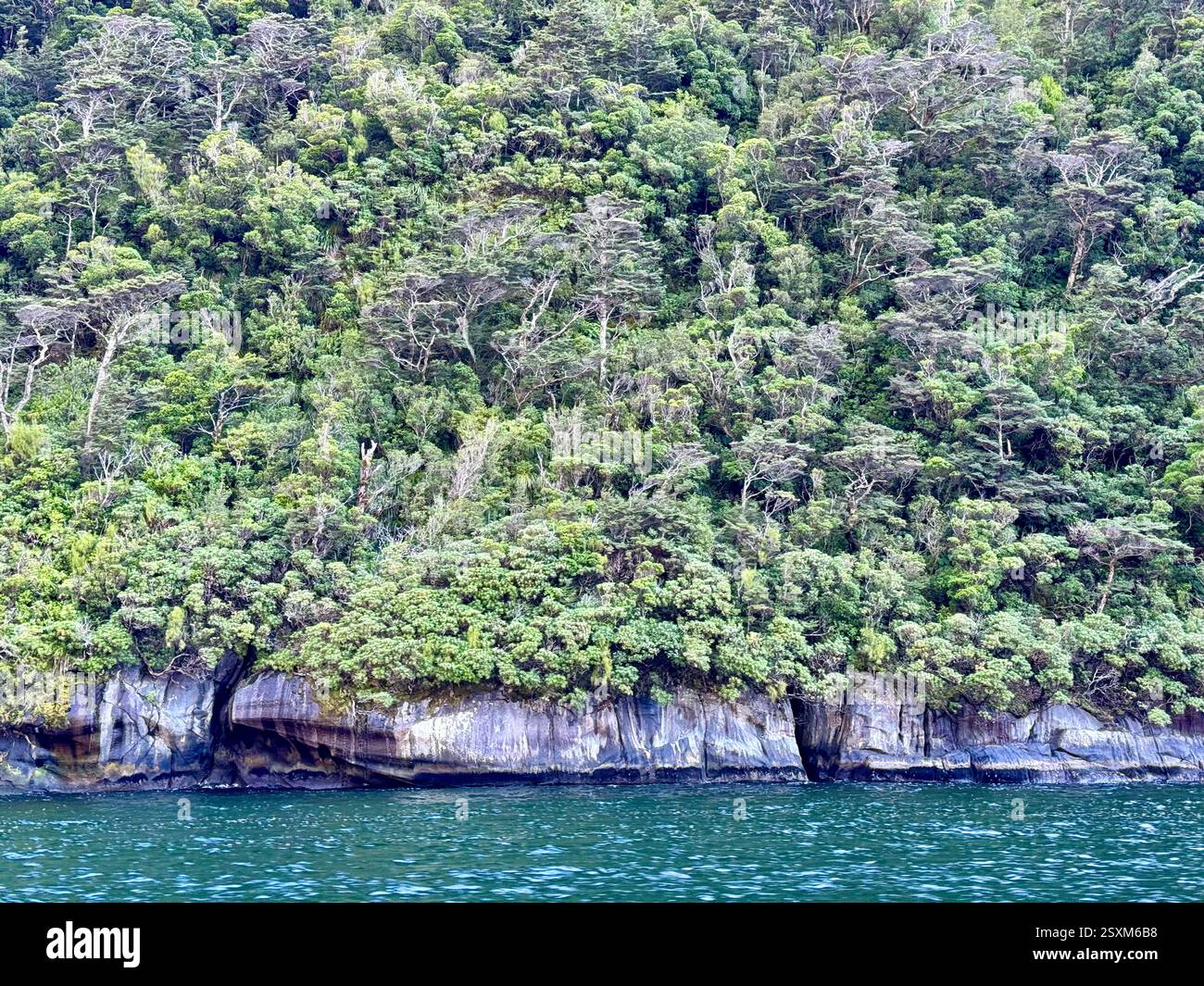 Alberi e arbusti nativi al limitare delle acque del Milford Sound Fiordland National Park, nuova Zelanda - Immagine stock catturata con smartphone