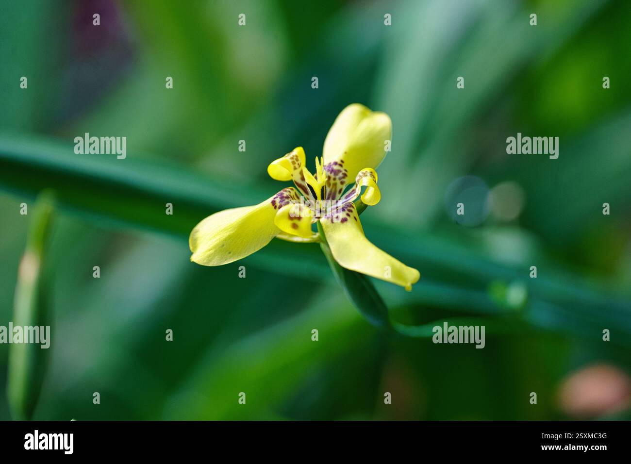 Neomarica Longifolia Trimezia steyermarkii, nota anche come Yellow Walking Iris Flower macro | Giardino Botanico di Kyoto Foto Stock
