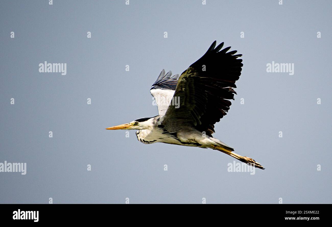 Heron grigio in volo. Chiari dettagli di occhi e ali di airone Foto Stock