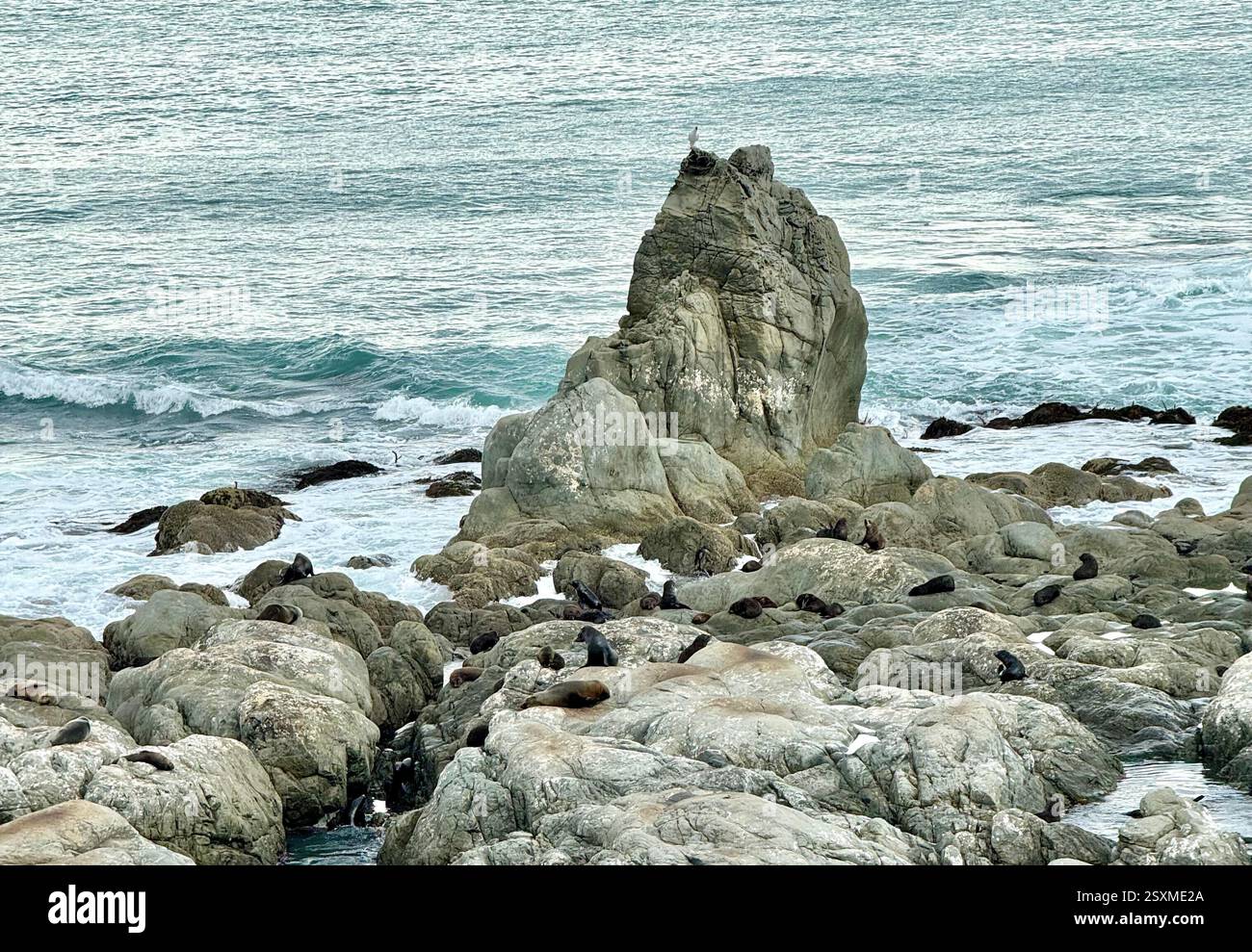 Colonia di foche di Ohau Point a Half Moon Bay lungo la State Highway 1 South Island nuova Zelanda - Immagine stock catturata con smartphone Colonia di foche di Ohau Point a Half Moon Bay lungo la State Highway 1 South Island nuova Zelanda - Immagine stock catturata con smartphone
