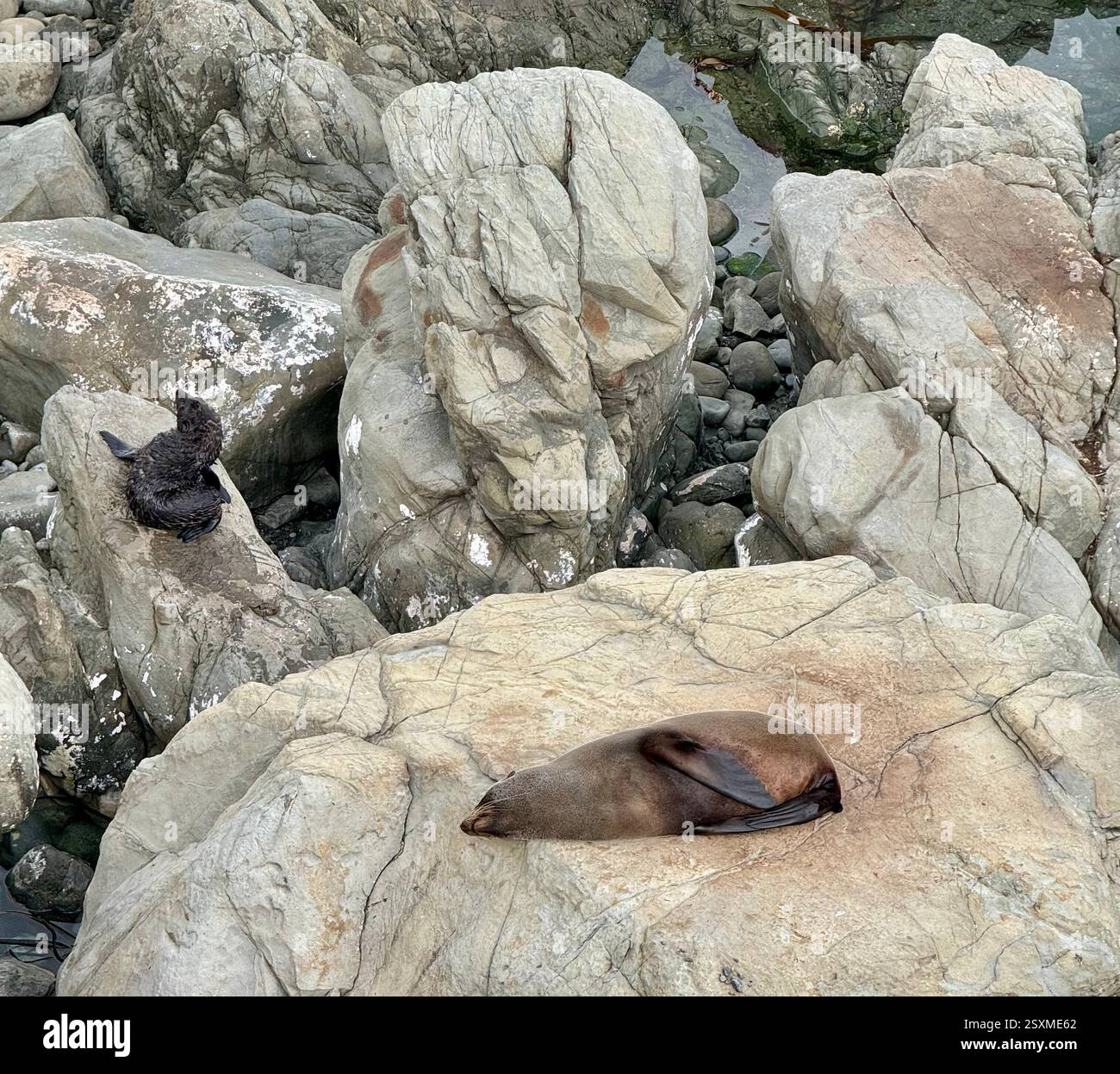 Colonia di foche di Ohau Point a Half Moon Bay lungo la State Highway 1 South Island nuova Zelanda - Immagine stock catturata con smartphone Colonia di foche di Ohau Point a Half Moon Bay lungo la State Highway 1 South Island nuova Zelanda - Immagine stock catturata con smartphone