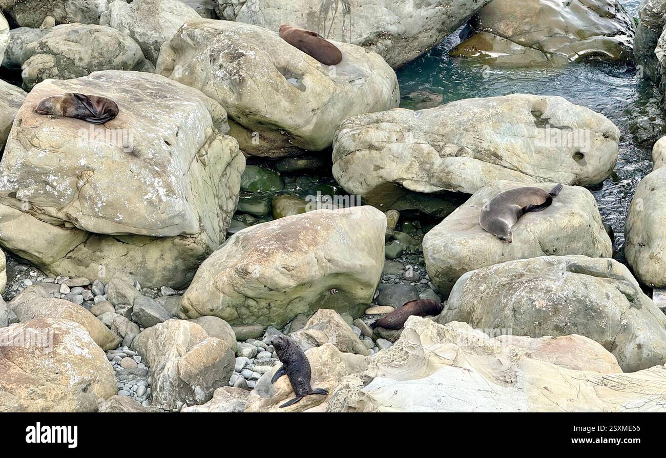 Colonia di foche di Ohau Point a Half Moon Bay lungo la State Highway 1 South Island nuova Zelanda - Immagine stock catturata con smartphone Colonia di foche di Ohau Point a Half Moon Bay lungo la State Highway 1 South Island nuova Zelanda - Immagine stock catturata con smartphone