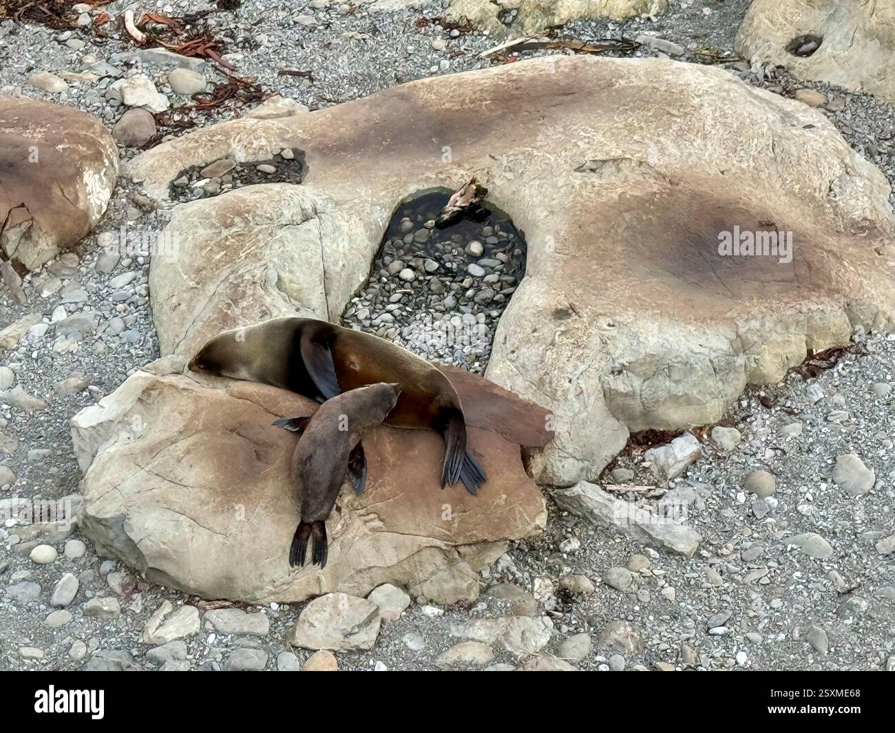 Colonia di foche di Ohau Point a Half Moon Bay lungo la State Highway 1 South Island nuova Zelanda - Immagine stock catturata con smartphone Colonia di foche di Ohau Point a Half Moon Bay lungo la State Highway 1 South Island nuova Zelanda - Immagine stock catturata con smartphone