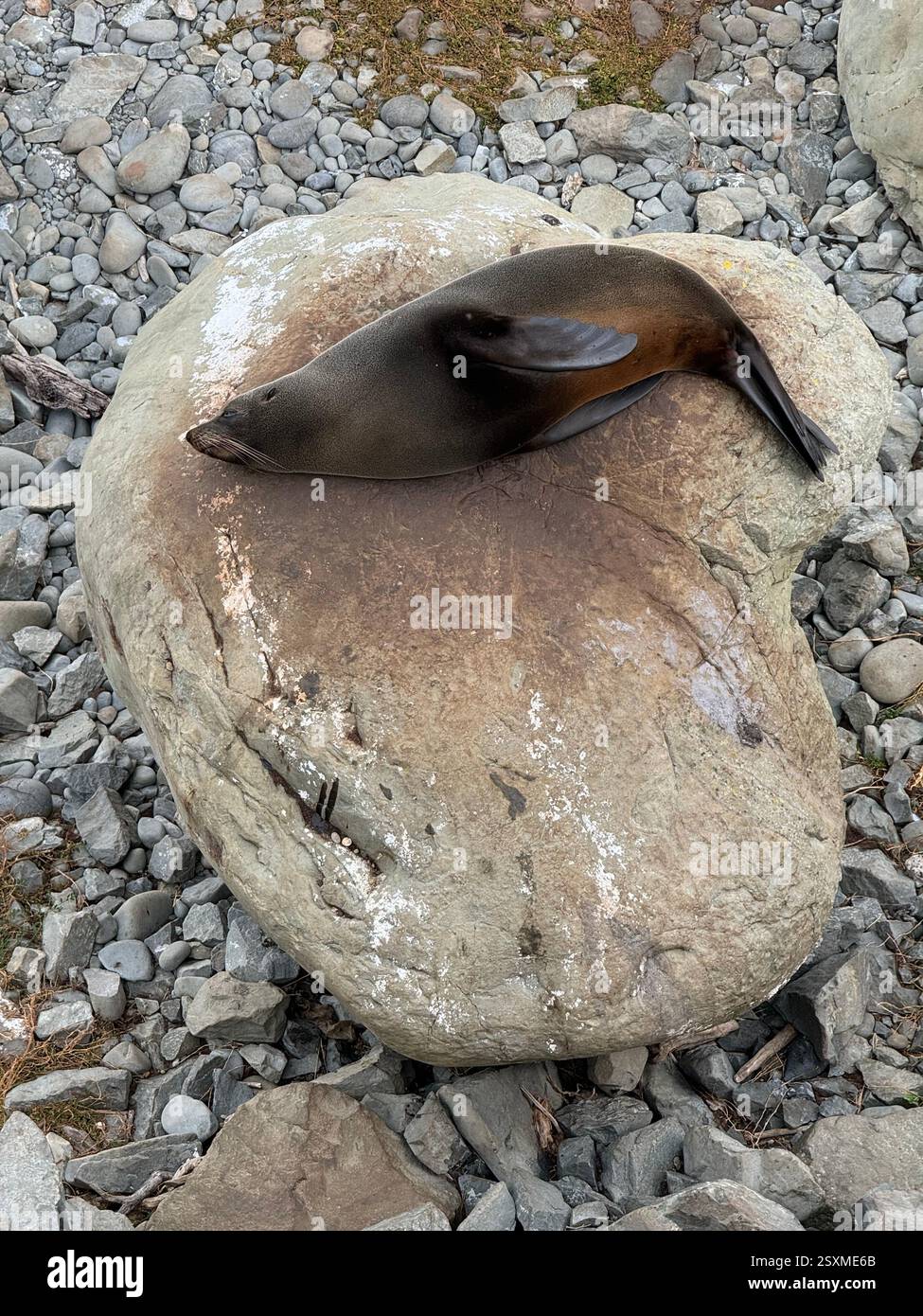 Colonia di foche di Ohau Point a Half Moon Bay lungo la State Highway 1 South Island nuova Zelanda - Immagine stock catturata con smartphone Colonia di foche di Ohau Point a Half Moon Bay lungo la State Highway 1 South Island nuova Zelanda - Immagine stock catturata con smartphone