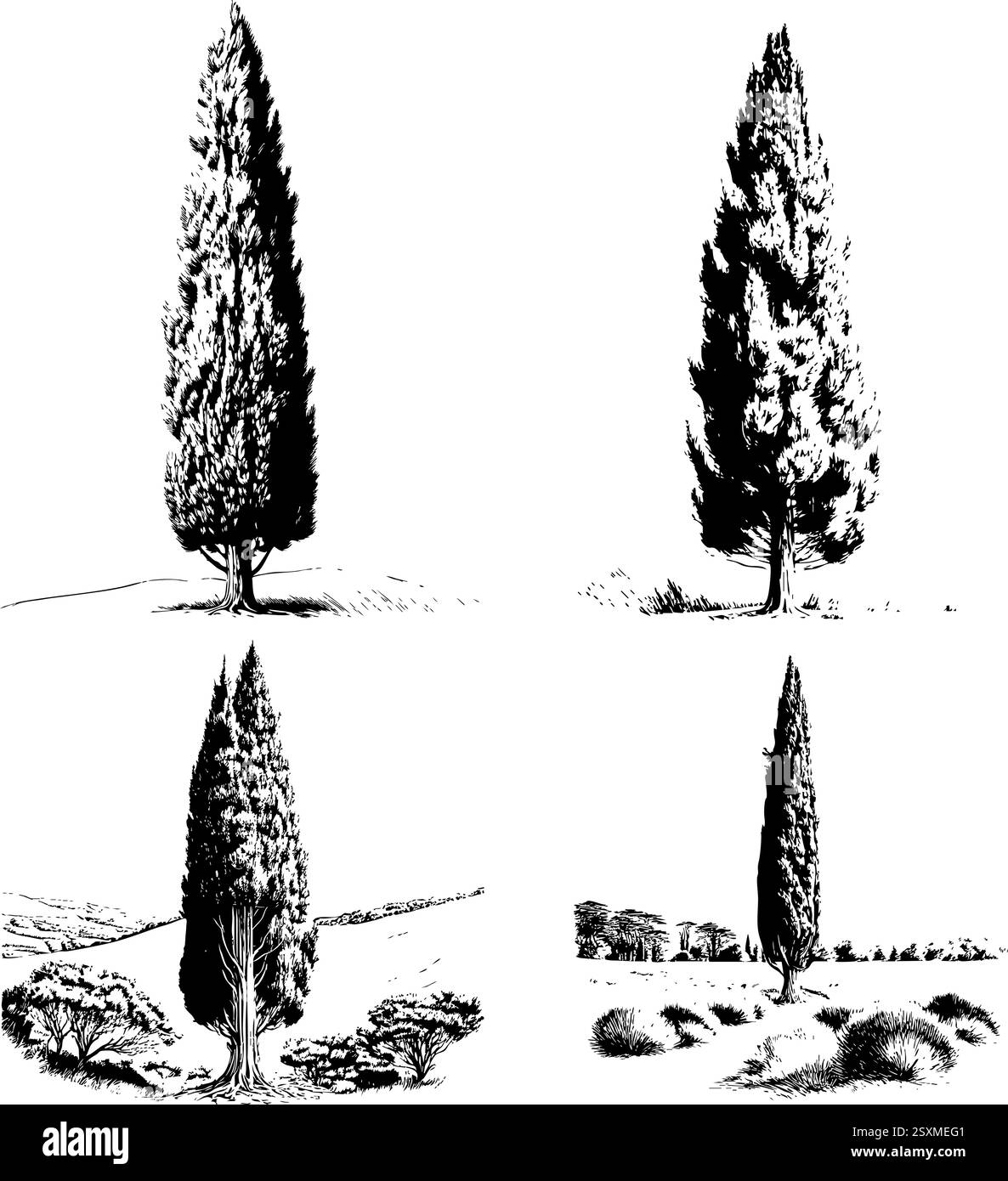 Disegno ad albero dettagliato a mano su sfondo bianco Illustrazione Vettoriale