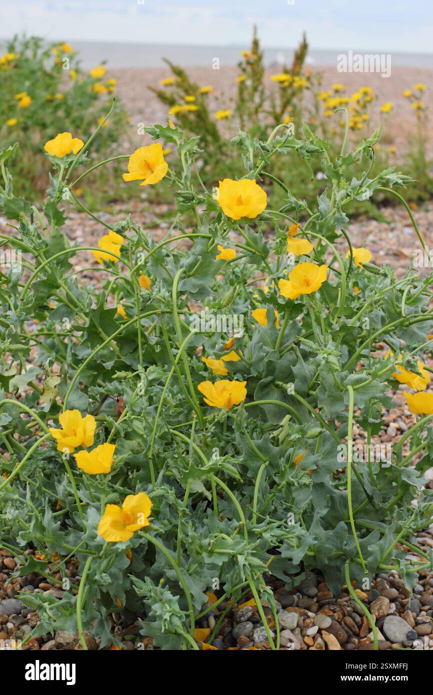Glaucium flavum. Papavero dalle corna gialle, un fiore selvatico costiero indigeno che cresce sulla spiaggia di ciottoli di Aldeburgh, Suffolk, Inghilterra, Regno Unito. Foto Stock Glaucium flavum. Papavero dalle corna gialle, un fiore selvatico costiero indigeno che cresce sulla spiaggia di ciottoli di Aldeburgh, Suffolk, Inghilterra, Regno Unito. Foto Stock