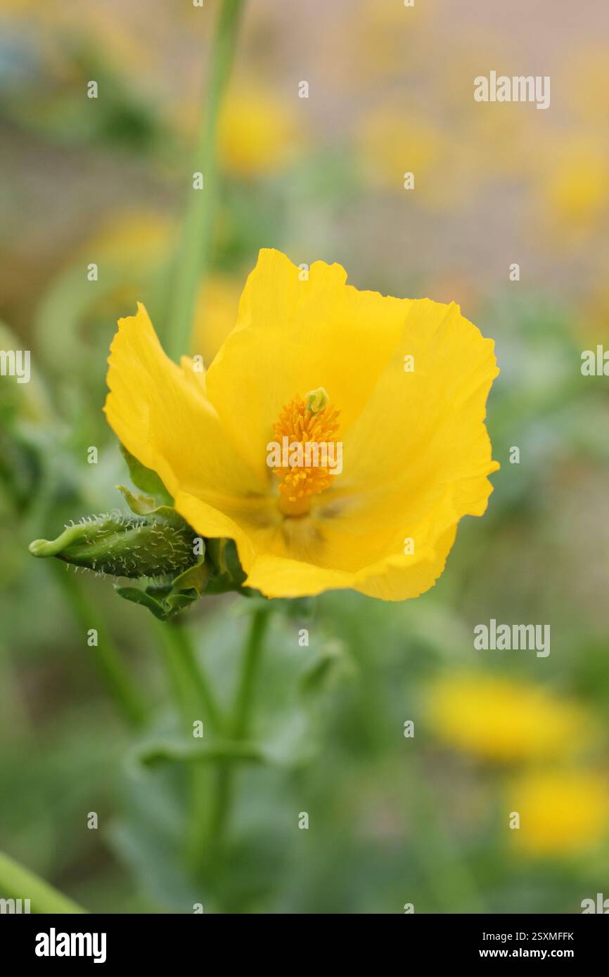 Glaucium flavum. Papavero dalle corna gialle, un fiore selvatico costiero indigeno che cresce sulla spiaggia di ciottoli di Aldeburgh, Suffolk, Inghilterra, Regno Unito. Foto Stock Glaucium flavum. Papavero dalle corna gialle, un fiore selvatico costiero indigeno che cresce sulla spiaggia di ciottoli di Aldeburgh, Suffolk, Inghilterra, Regno Unito. Foto Stock