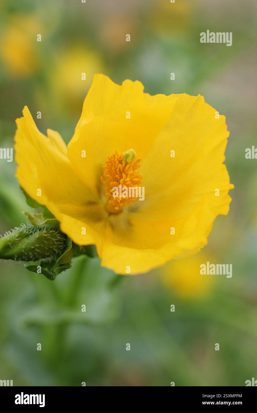 Glaucium flavum. Papavero dalle corna gialle, un fiore selvatico costiero indigeno che cresce sulla spiaggia di ciottoli di Aldeburgh, Suffolk, Inghilterra, Regno Unito. Foto Stock Glaucium flavum. Papavero dalle corna gialle, un fiore selvatico costiero indigeno che cresce sulla spiaggia di ciottoli di Aldeburgh, Suffolk, Inghilterra, Regno Unito. Foto Stock