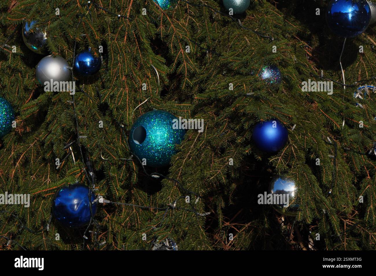 vero albero di natale fresco con pini, palle d'argento e blu su sfondo blu. decorazioni prima delle vacanze. Foto Stock