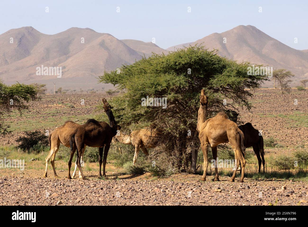 L'oasi di Allogoum si trova alla base della catena montuosa di Jbel Bani, che si estende attraverso la provincia di Tata, in Marocco. Foto Stock