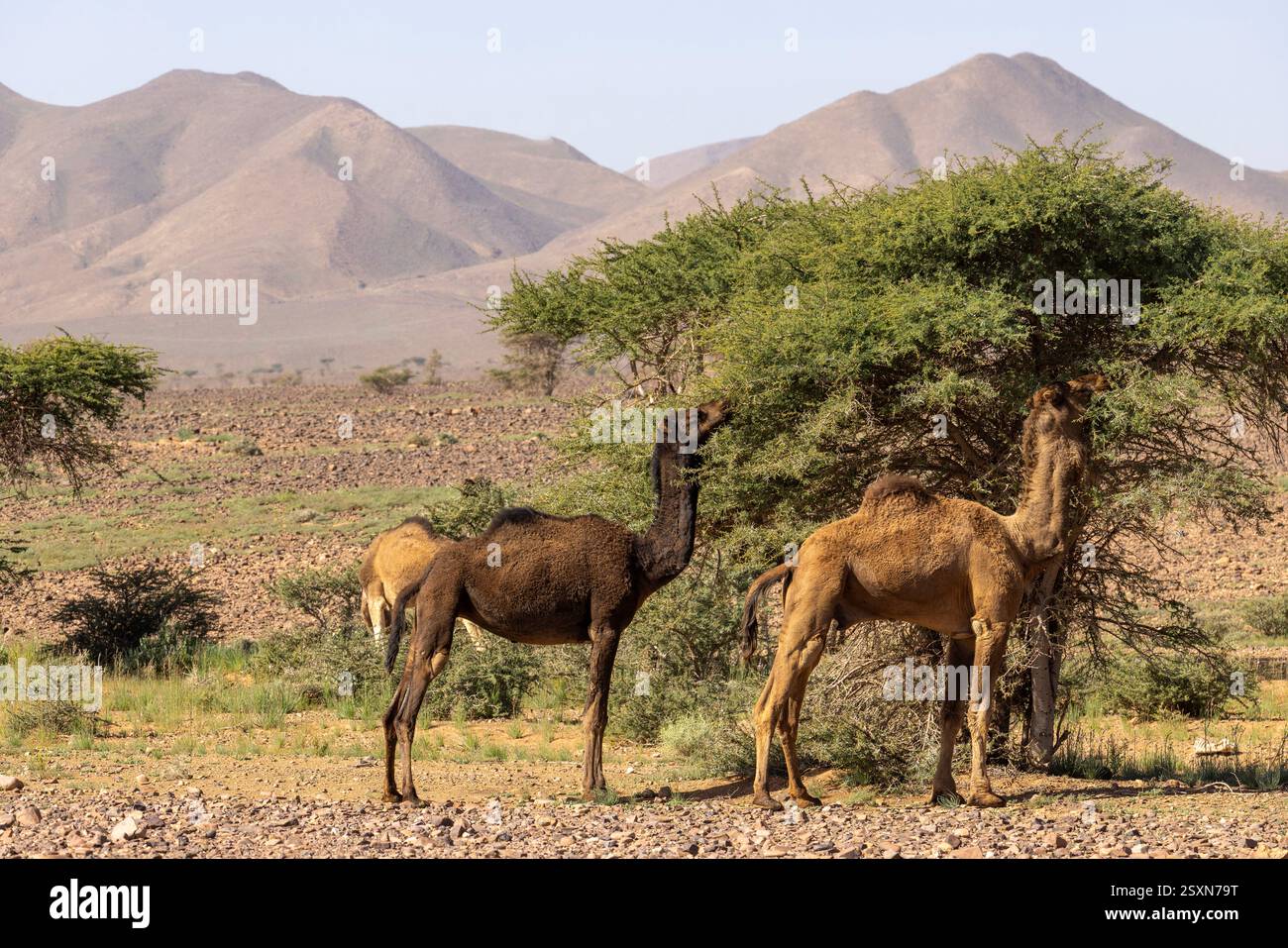 L'oasi di Allogoum si trova alla base della catena montuosa di Jbel Bani, che si estende attraverso la provincia di Tata, in Marocco. Foto Stock