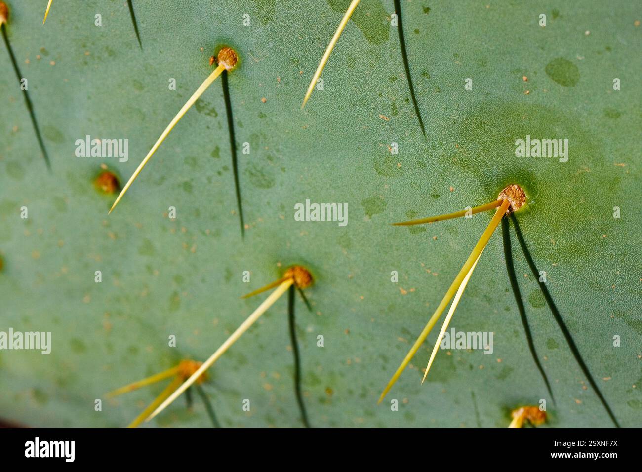 Cactus con molte spine. Le spine sono gialle e marroni. Il cactus è verde Foto Stock