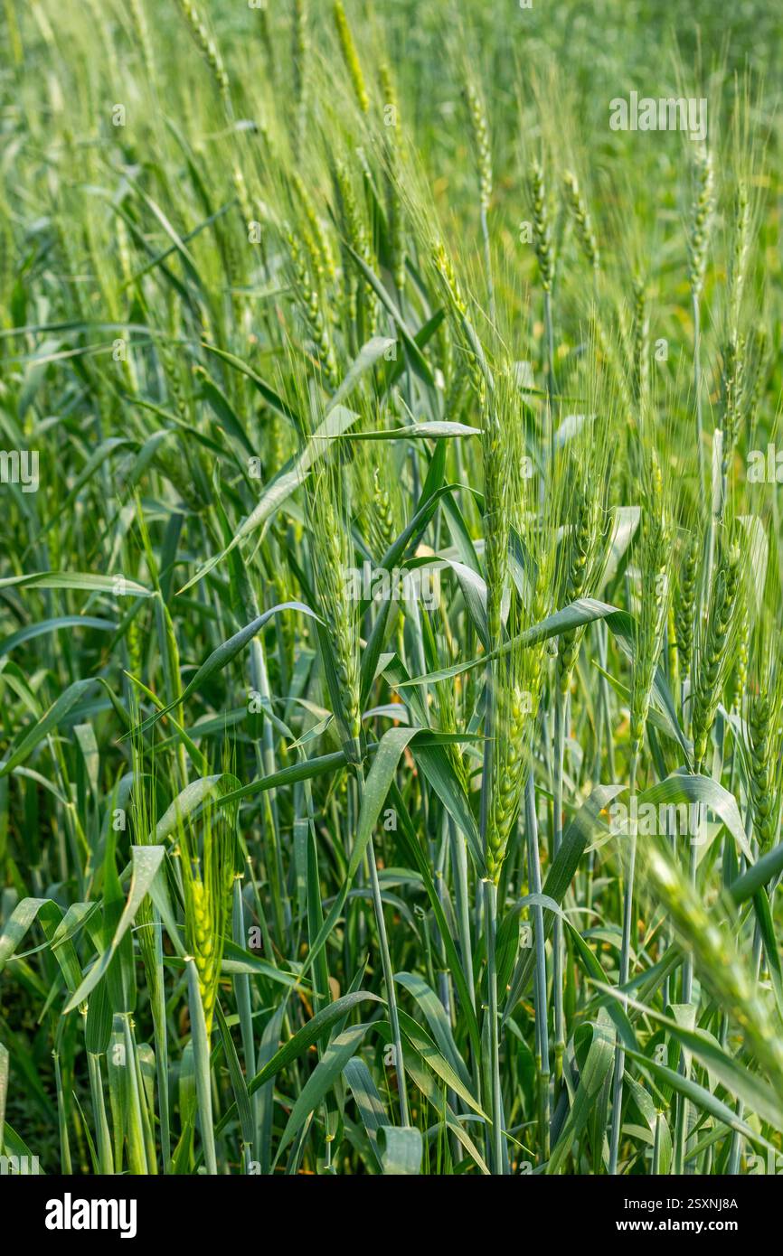 un vivace campo di grano verde con steli alti e maturi, foglie delicate e illuminazione soffusa, che creano un'atmosfera tranquilla Foto Stock