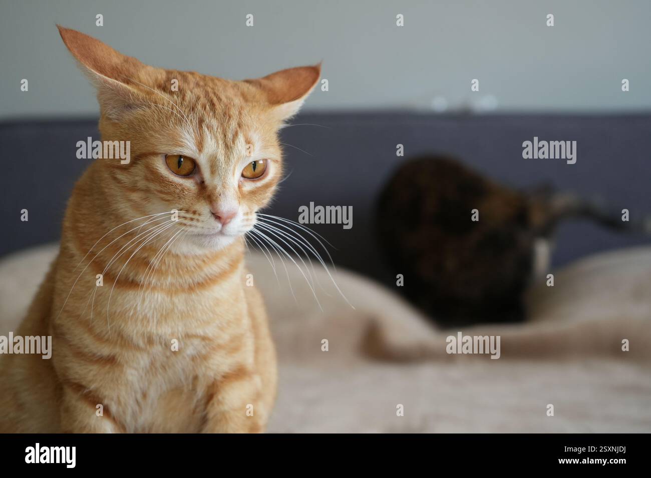 Gatto arancione di umore Foto Stock