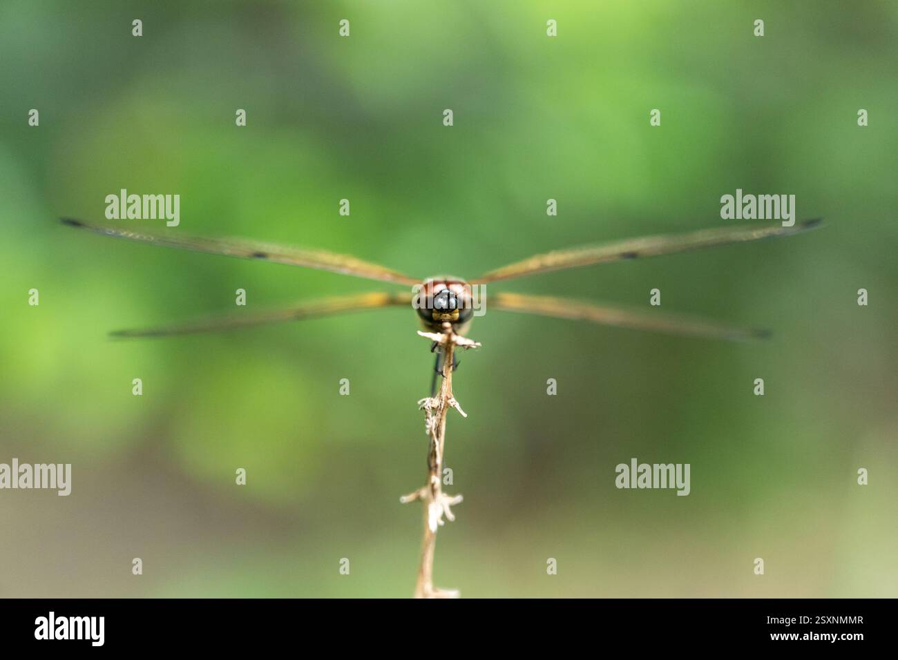 Dragonfly (forse Rhyothemis) primo piano frontale: Arroccato su un Twig Foto Stock