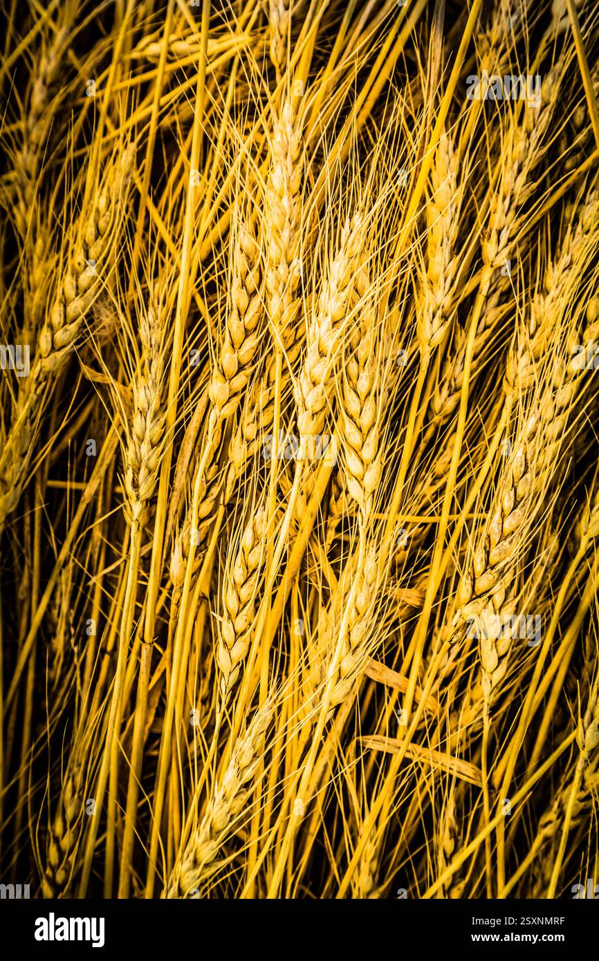 Un mucchio di grano giallo. Il grano è in un campo Foto Stock