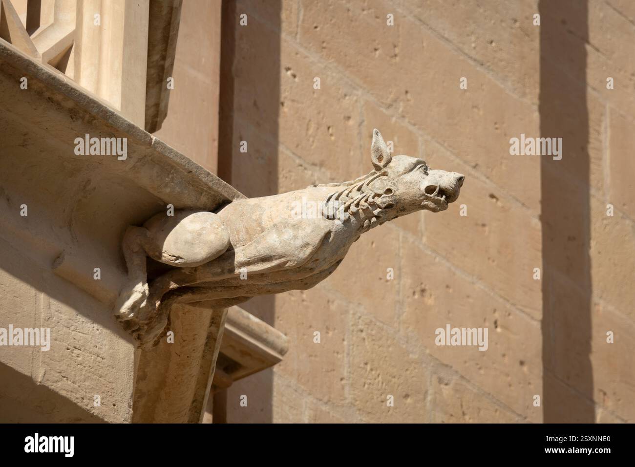 Gargoyle neogotico scolpito in pietra sotto forma di cane saltellante a Mdina, Malta. Foto Stock