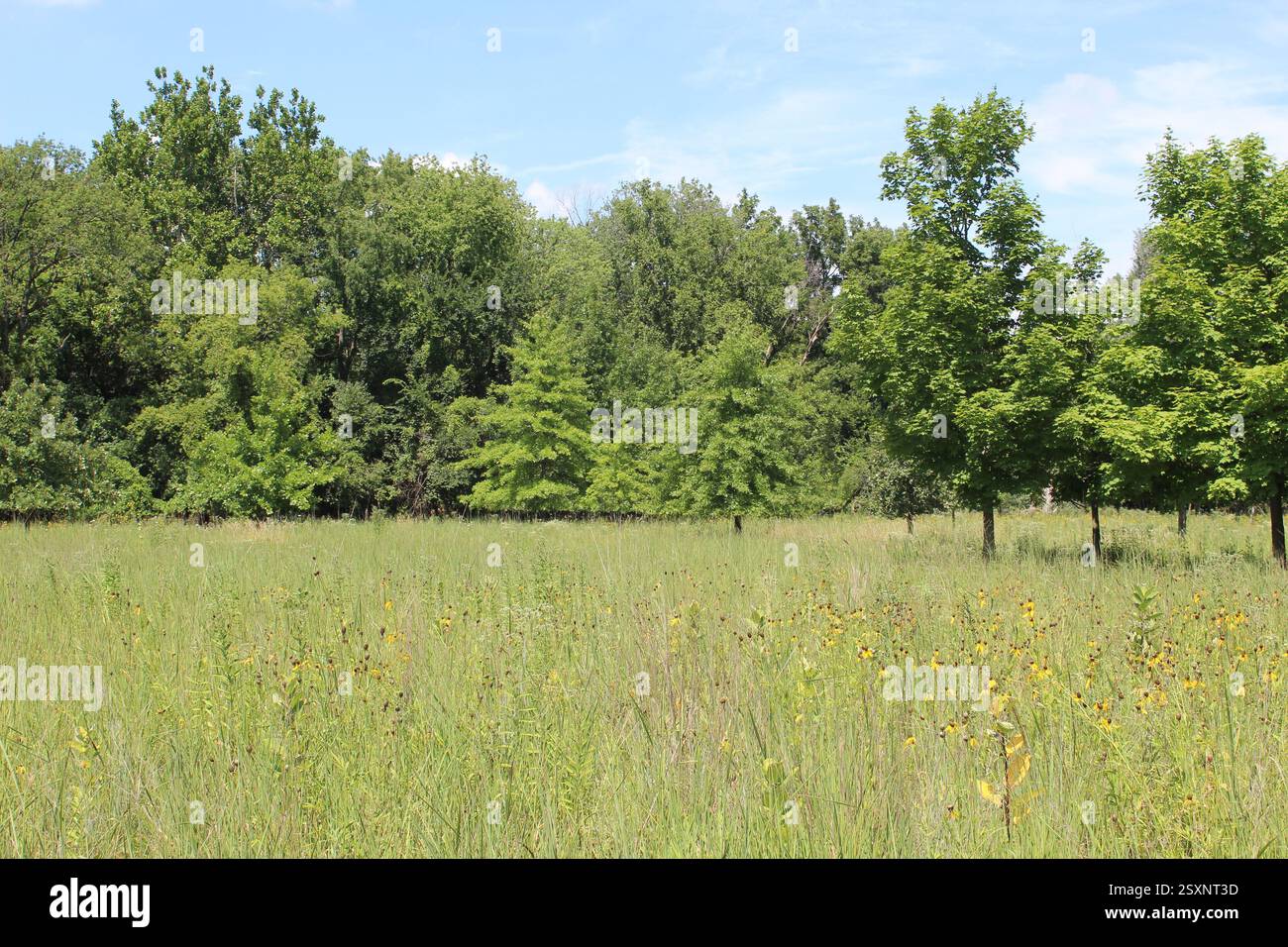 Fiori di conio gialli in un campo con querce rosse sullo sfondo a Iroquois Woods a Park Ridge, Illinois Foto Stock