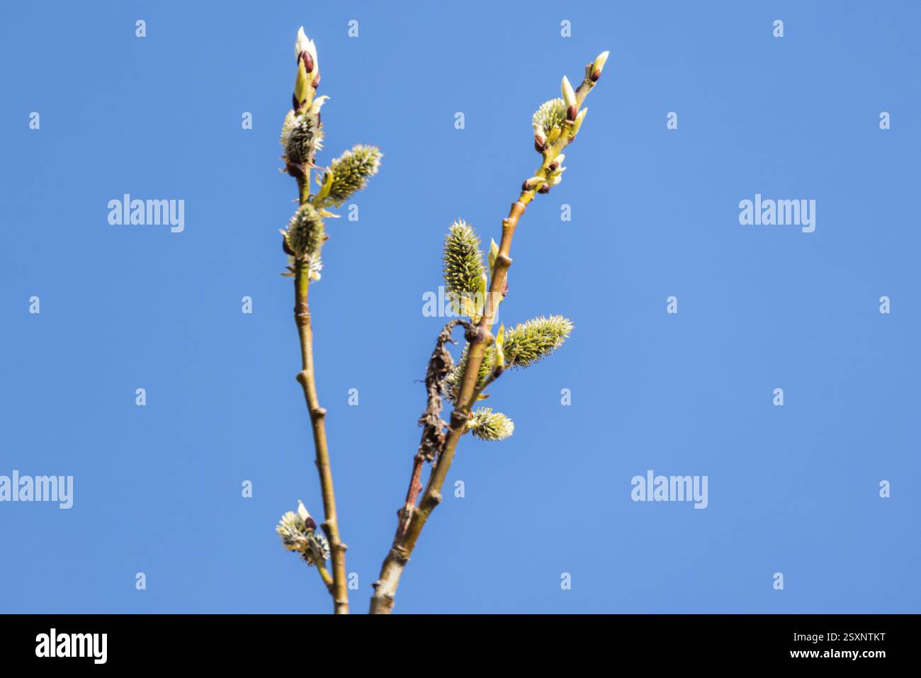 Un primo piano di un ramo d'albero in erba contro un cielo azzurro vivace, che mostra l'emergere della vita primaverile. Gatti Foto Stock